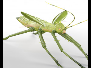 jungle nymph rigged low poly pbr insect 3D Model