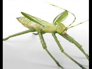 jungle nymph rigged low poly pbr insect 3D Model