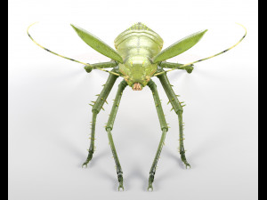 jungle nymph rigged low poly pbr insect 3D Model