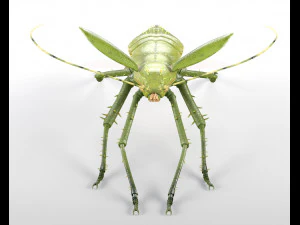 jungle nymph rigged low poly pbr insect 3D Model