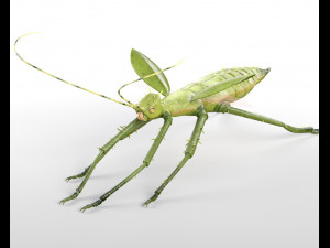 jungle nymph rigged low poly pbr insect 3D Model