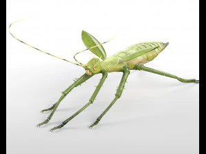 jungle nymph rigged low poly pbr insect 3D Model
