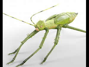 jungle nymph rigged low poly pbr insect 3D Model
