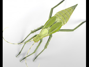 jungle nymph rigged low poly pbr insect 3D Model