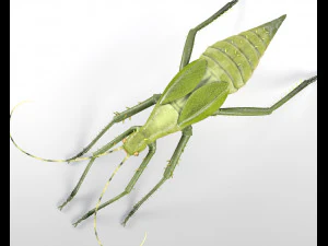 jungle nymph rigged low poly pbr insect 3D Model