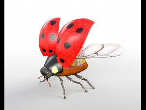 ladybug rigged pbr low poly insect 3D Model