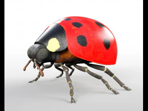 ladybug rigged pbr low poly insect 3D Model
