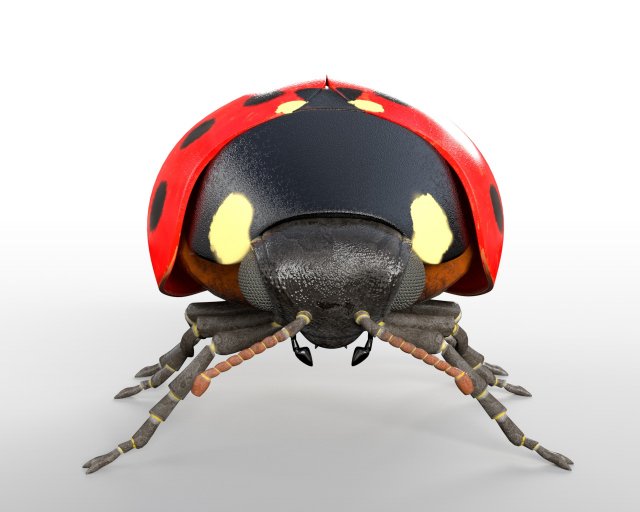 Ladybug Rigged Pbr Low Poly Insect 3d Model In Insects 3dexport