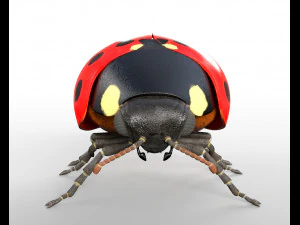 ladybug rigged pbr low poly insect 3D Model