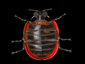 ladybug rigged pbr low poly insect 3Dモデル