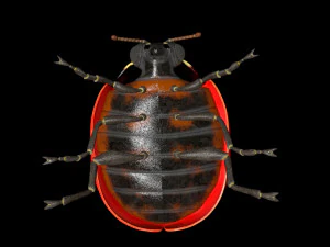 ladybug rigged pbr low poly insect 3D Model