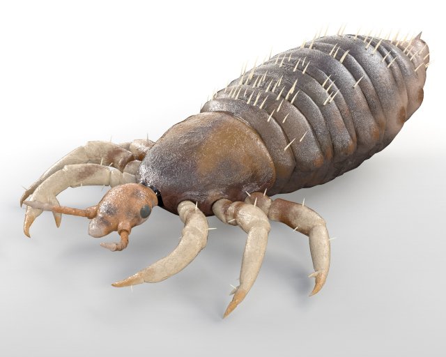 louse rigged insect low poly pbr Modèle 3D .c4d .max .obj .3ds .fbx .stl .blend 