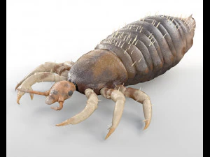 kutu dicurangi serangga poli rendah pbr Model 3D