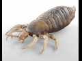 Louse Rigged insect low poly pbr 3D Model