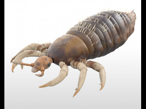 louse rigged insect low poly pbr Modèle 3D
