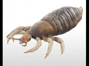 louse rigged insect low poly pbr 3D Model