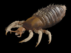 louse rigged insect low poly pbr Modèle 3D