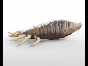 louse rigged insect low poly pbr Modèle 3D