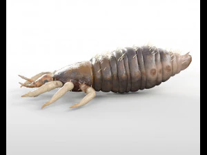 louse rigged insect low poly pbr 3D Model