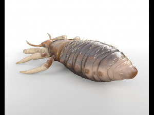 louse rigged insect low poly pbr Modèle 3D