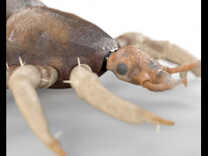 louse rigged insect low poly pbr Modèle 3D