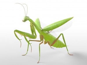 praying mantis rigged insect low poly pbr 3D Model