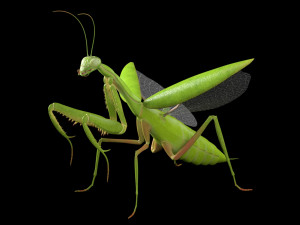 praying mantis rigged insect low poly pbr Model 3D