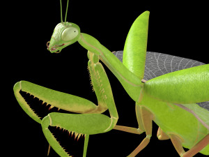 praying mantis rigged insect low poly pbr Model 3D
