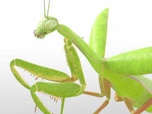 praying mantis rigged insect low poly pbr Model 3D