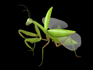 praying mantis rigged insect low poly pbr Model 3D