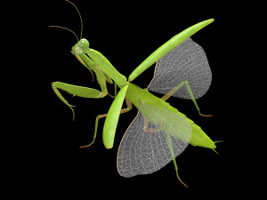 praying mantis rigged insect low poly pbr Model 3D