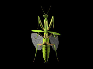 praying mantis rigged insect low poly pbr Model 3D