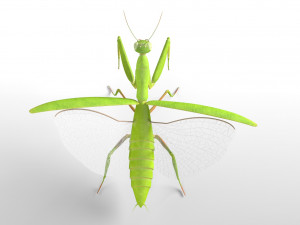 praying mantis rigged insect low poly pbr Model 3D