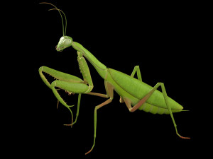 praying mantis rigged insect low poly pbr Model 3D