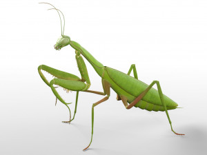 praying mantis rigged insect low poly pbr Model 3D