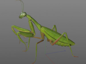 praying mantis rigged insect low poly pbr Model 3D