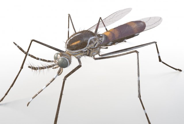 mosquito rigged hairs low poly insect pbr 3D Model .c4d .max .obj .3ds .fbx .stl .blend 