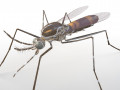 Mosquito Rigged Hairs low poly insect pbr 3D Model
