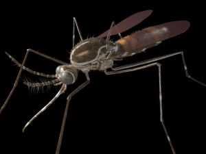 mosquito rigged hairs low poly insect pbr 3D Model