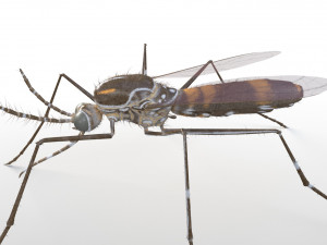 mosquito rigged hairs low poly insect pbr 3D Model