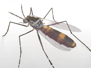 mosquito rigged hairs low poly insect pbr 3D Model