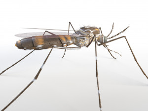 mosquito rigged hairs low poly insect pbr 3D Model