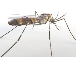 mosquito rigged hairs low poly insect pbr 3D Model