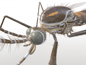 mosquito rigged hairs low poly insect pbr 3D Model