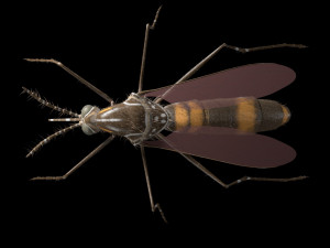 mosquito rigged hairs low poly insect pbr 3D Model
