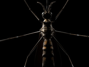 mosquito rigged hairs low poly insect pbr 3D Model