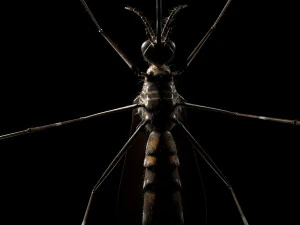 mosquito rigged hairs low poly insect pbr 3D Model