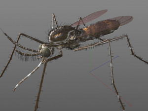 mosquito rigged hairs low poly insect pbr 3D Model
