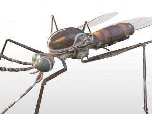 mosquito rigged hairs low poly insect pbr 3D Model