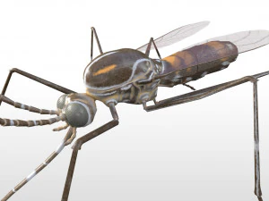 mosquito rigged hairs low poly insect pbr 3D Model